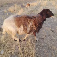 قوچ همو هترو افشاری فقط برای نژادگیری نه کشتار