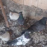 کبوتر پرشی چاهستان بارجدید|پرنده|بندرعباس, |دیوار