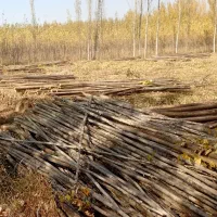 زمین کشاورزی  واقع در نوروزآباد