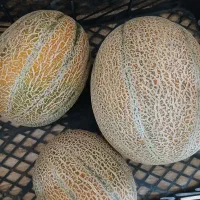 خربزه جانا به قیمت عمده