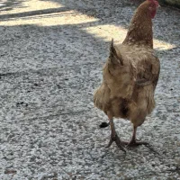 فروش یک مرغ و دو تا خروس