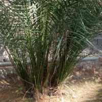 نخل سویدانی اصل