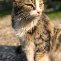 پرشین پشمالو|گربه|رشت, رشتیان|دیوار