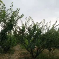باغ-1000-متری