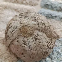 فسیل خار پوست