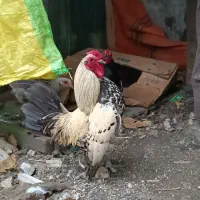 مرغ مینا توری|پرنده|آستارا, |دیوار