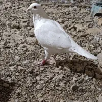 پلاکی مسافتی سفید پرینت دارکاشمرهستن اول بخون
