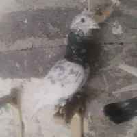 کبوتر پرشی اس