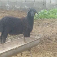 یک راس بره نر شیر مست جنس بالا گوسفند