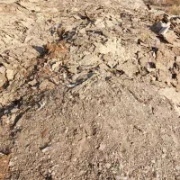 فروش کود جوجه بوقلمون،مرغی|حیوانات مزرعه|تاکستان, |دیوار