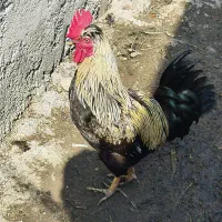 خروس دو رگه