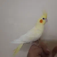 جوجه عروس هلندی|پرنده|مشهد, آزادشهر|دیوار