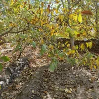 باغ گردو، روستای تینجان، امامزاده شاه ناصر