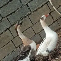 قوقاز جوان و سالم|حیوانات مزرعه|الشتر, |دیوار