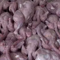 غذای سگ و گربع رباط کریم و تهران کرج و ارسال