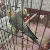 عروس هلندی