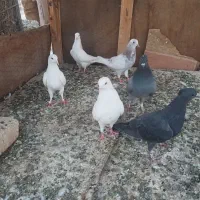 کبوتر تهرونی