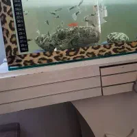 گوپیو سیچیلاید|ماهی|باغ حلی, |دیوار