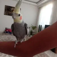 عروس هلندی نر
