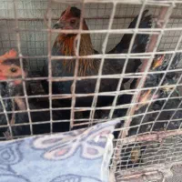 مرغ و خروس وچندتا جوجه