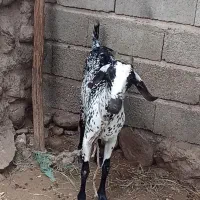 فروش کهره ماده
