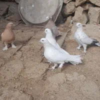 کبوتر سفید وزرد|پرنده|شهرکرد, |دیوار