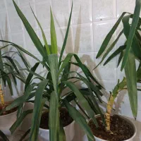 گل طبیعی|گل و گیاه طبیعی|آباده, |دیوار