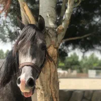 کره ۲ساله کنزلبدایر ۲سر عرب شویی دارای مقام|اسب و تجهیزات اسب‌سواری|تهران, شهرک غرب|دیوار