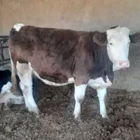 تلیسه آبستن سنگین|حیوانات مزرعه|هلالی, |دیوار