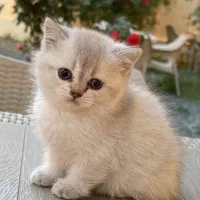گربە ۲ماهە  میکس بریتیش و راشن بلو