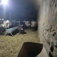 میش زاییده|حیوانات مزرعه|جلگه ماژان, |دیوار