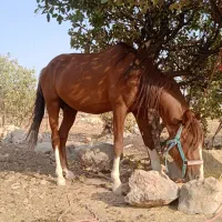 اسب پر خون آگهی به دقت بخون|اسب و تجهیزات اسب‌سواری|خرم‌آباد, |دیوار