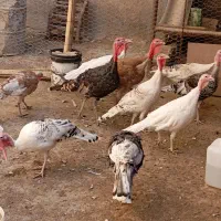 بوقلمون نر و ماده|حیوانات مزرعه|مرودشت, رودبال|دیوار