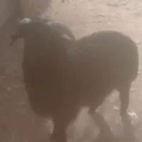 فروش بره|حیوانات مزرعه|ششده و قره بلاغ, |دیوار