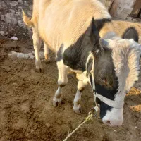 فروش گوساله سیمیتال نر|حیوانات مزرعه|باغ ملک, |دیوار