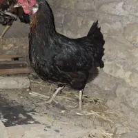 شوش شهر حر