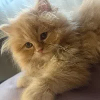 گربه پرشین