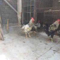 خروس مرغ|پرنده|تهران, افسریه جنوبی|دیوار