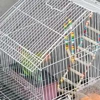 طوطی برزیلی جفت|پرنده|قروه, |دیوار