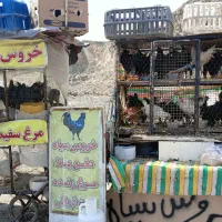 خروس سیاه دفع بلا مرغ سفید جهت قربونی|حیوانات مزرعه|رودهن, |دیوار