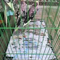 عروس هلندی|پرنده|لنگرود, |دیوار