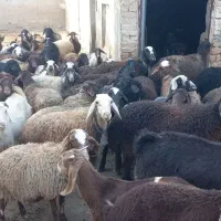 میش آبستن|حیوانات مزرعه|خنجین, |دیوار