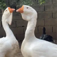 غاز خالماگور اصیل|حیوانات مزرعه|قائمشهر, |دیوار