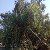چند عدد اکالاتوس|گل و گیاه طبیعی|اندیکا, |دیوار