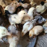 وسایل شخصی جو جه