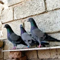 کبوترپاکستانی