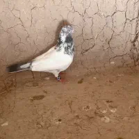 طوقی|پرنده|شیروان (خراسان), |دیوار