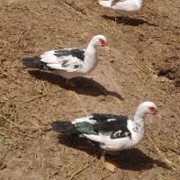 اردک روسی ماده