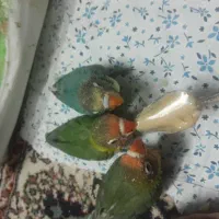 کوتوله برزیلی فیشر