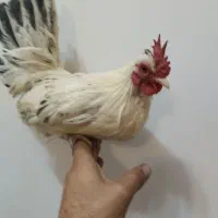 خروس مینیاتوری|حیوانات مزرعه|شهرضا, |دیوار